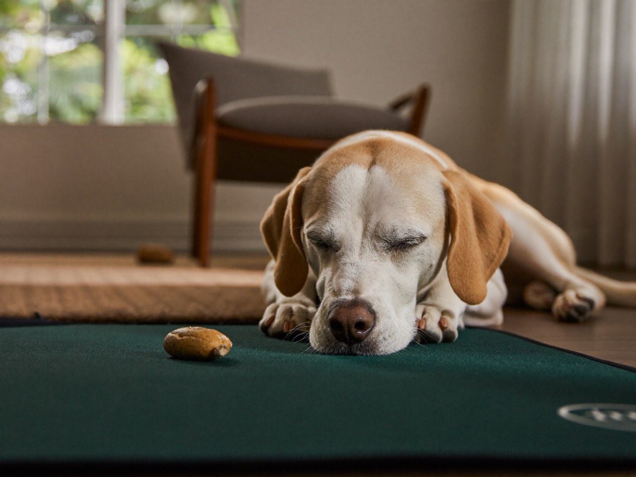A dog resting on an enrichment mat at home