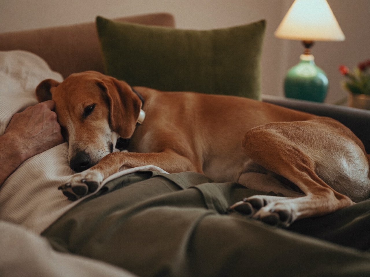 A dog curled up with its owner on the couch at home