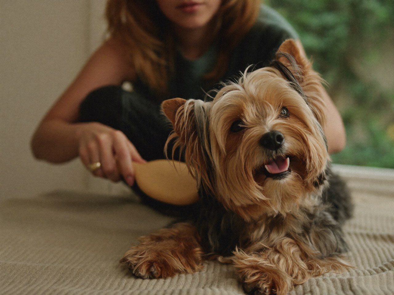 A yorkshire terrier being brushed by its owner