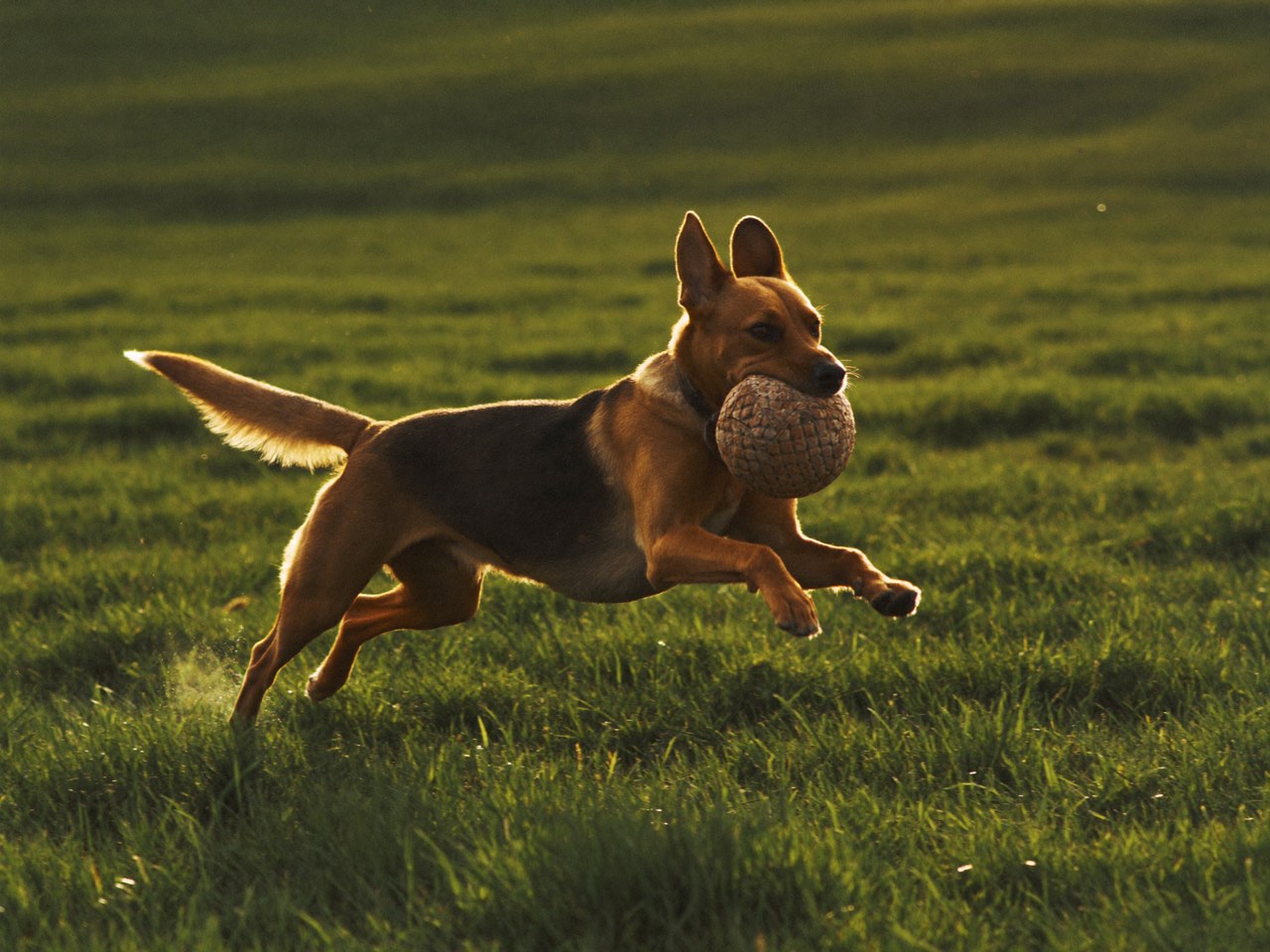 A dog running through a meadow with a ball