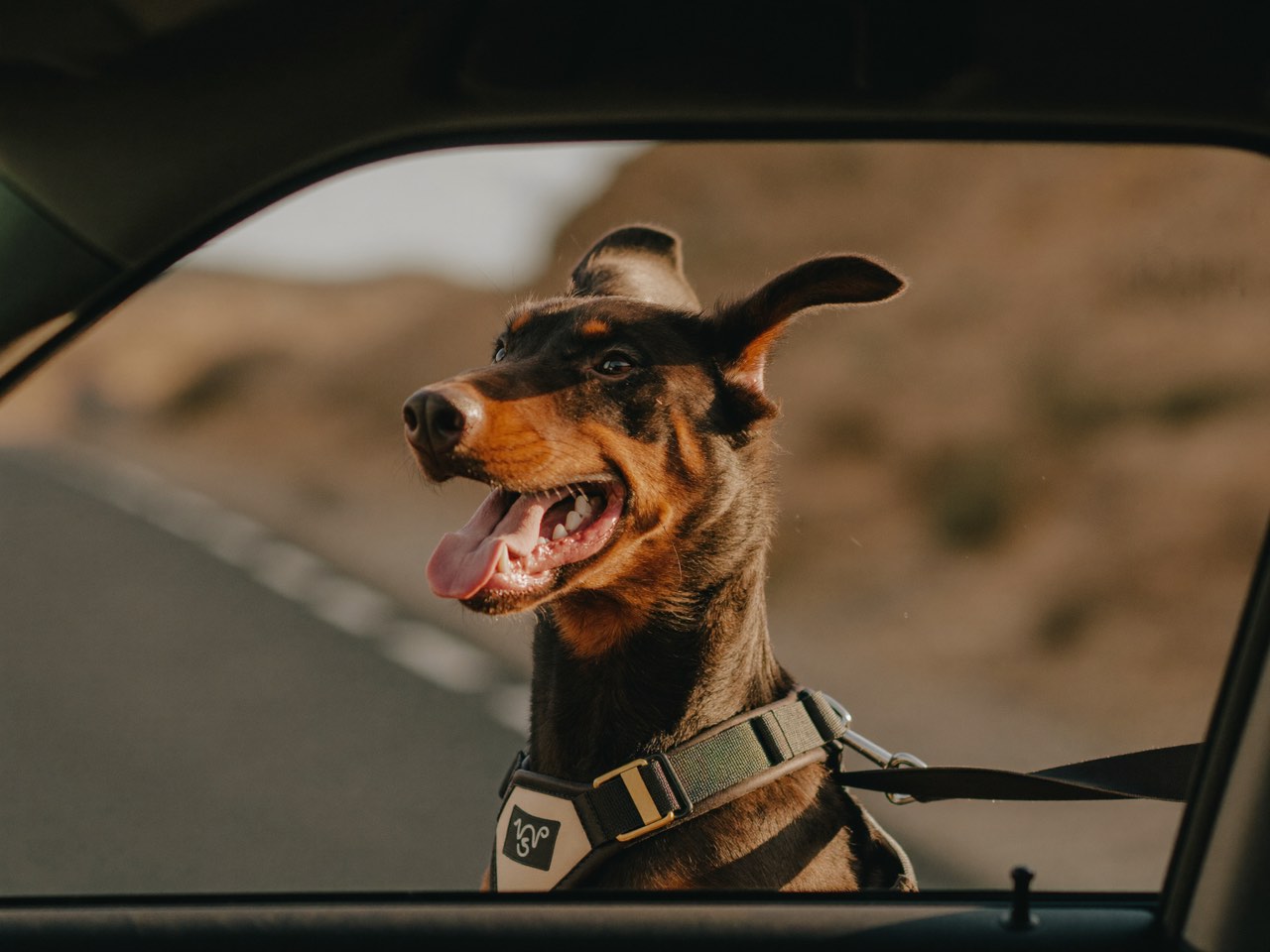 A doberman looking out an open car window on a road trip