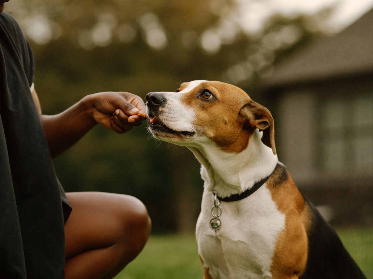 A person offering a treat to an attentive dog outdoors